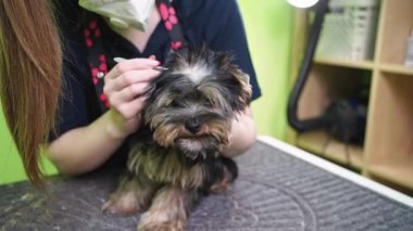 Groomer, Yorkshire Terrier 'ın kulaklarından saç koparıyor. Evcil hayvan dükkanında figüranlar.