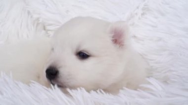 Şirin beyaz Japon köpek yavrusu. Kabarık beyaz bir örtüde safkan bir köpek. 