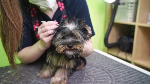 El peluquero arranca pelo de las orejas de Yorkshire Terrier. extras en la tienda de mascotas — Vídeos de Stock