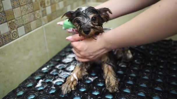 Groomer bathes in the shower of Yorkshire Terrier — Stock Video