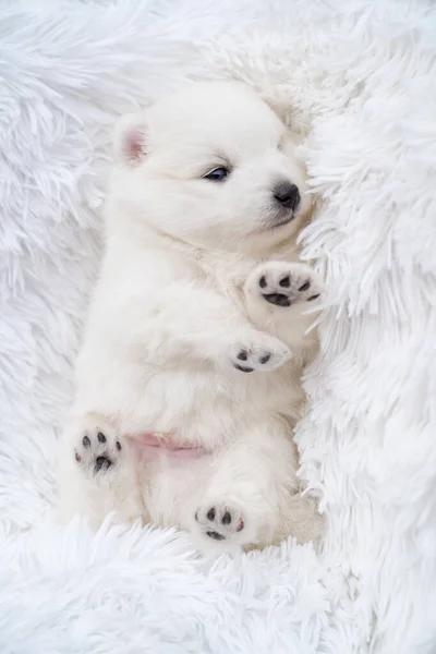 Japonés spitz cachorro se encuentra con sus pies en la parte superior en un mullido blanco coverlet. —  Fotos de Stock