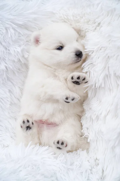 Japanska spitz valp ligger med fötterna i toppen på en fluffig vit coverlet. — Stockfoto