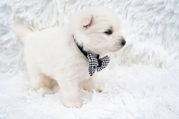 Bonito branco japonês spitz cachorro com um arco em torno do pescoço. — Fotografia de Stock