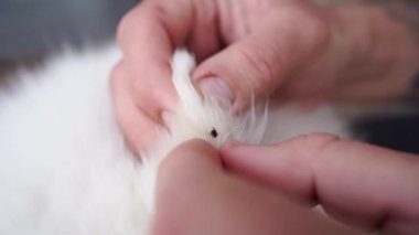 Eller köpeklerin kıllarını alır. Tehlikeli parazitler..