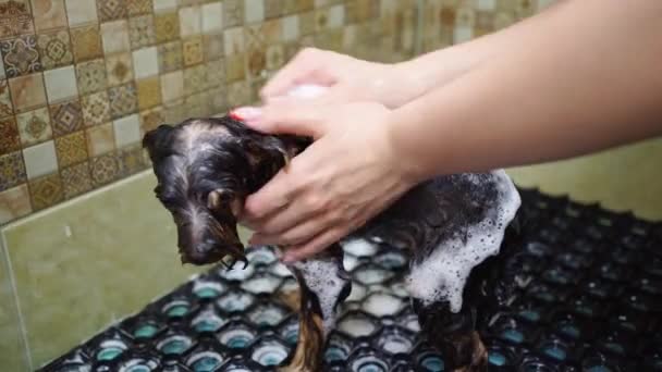 Propriétaire de chien baigne sous la douche du Yorkshire Terrier — Video