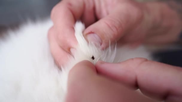 Hands remove the tick from the dogs fur.dangerous parasites. — Stock Video