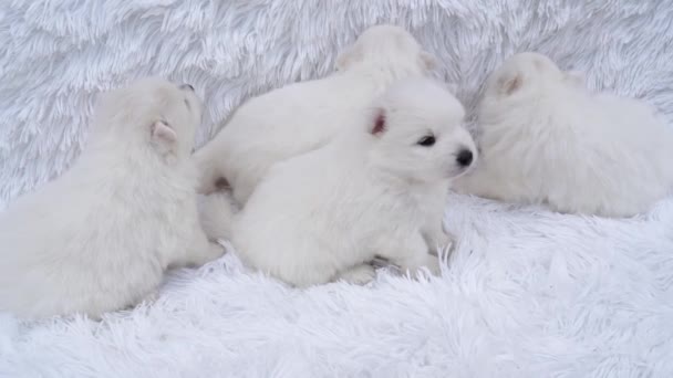 Puppies. schattig japans spitz op pluizig coverlet — Stockvideo