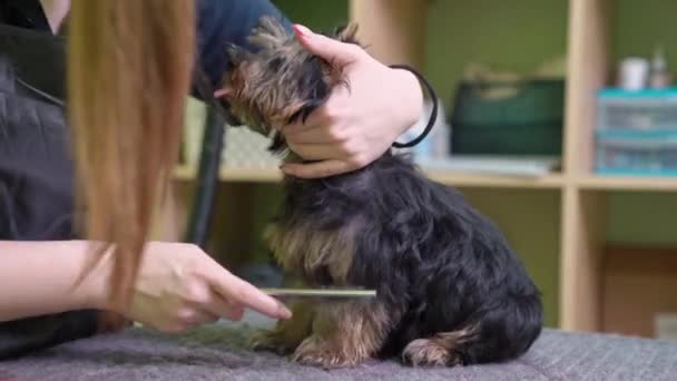 Γυναίκα Groomer χτένες του Yorkshire Terrier μετά το πλύσιμο — Αρχείο Βίντεο