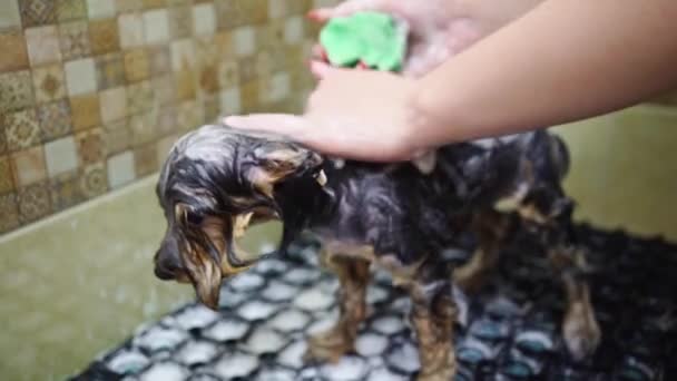 Propriétaire de chien baigne sous la douche du Yorkshire Terrier — Video