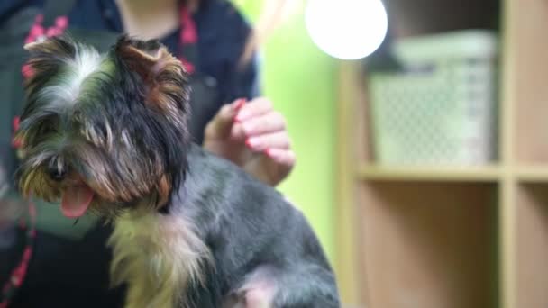 Pielęgniarka strzyże Yorkshire Terrier nożyczkami. dodatki w sklepie zoologicznym — Wideo stockowe