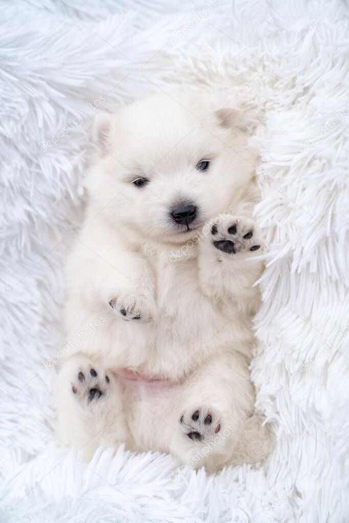 Japanese spitz puppy lies with his feet at the top on a fluffy white coverlet. 