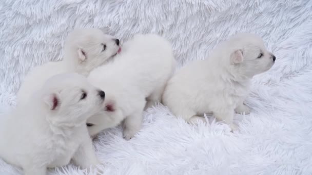 Puppies. schattig japans spitz op pluizig coverlet — Stockvideo