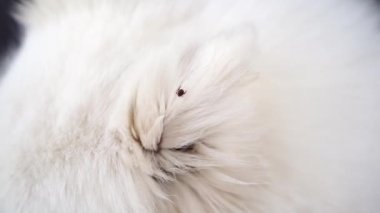 Keneler tehlikeli parazitlerdir. Sıcak mevsimde köpek sahiplerinin sorunu.... 