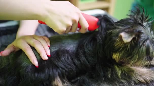 Κοψίματα groomer του Yorkshire Terrier ανά μηχανή κουρέματος για ζώα. — Αρχείο Βίντεο