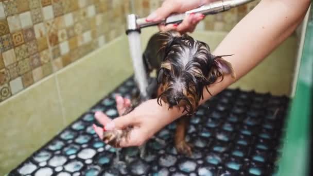 Dueño del perro se baña en la ducha de Yorkshire Terrier — Vídeo de stock