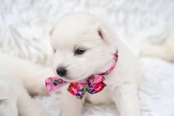 Mignon chiot japonais spitz blanc avec un arc rose autour du cou. — Photo