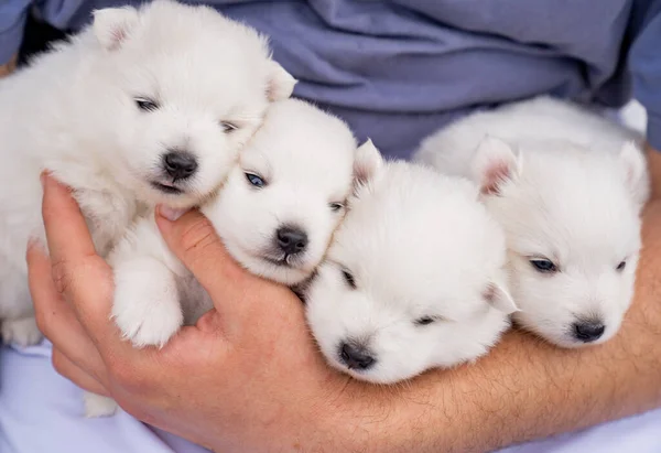 Négy japán Spitz kiskutya egy férfi kezében. aranyos fehér bolyhos kutyák. — Stock Fotó