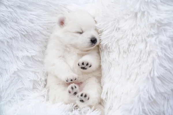 Japanese spitz puppy lies with his feet at the top on a fluffy white coverlet. — Stock Photo, Image