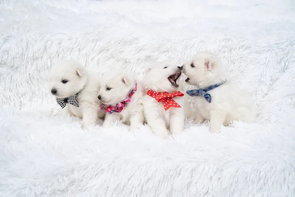 Des chiots. mignon japonais spitz avec des arcs autour de leur cou assis sur coverlet — Photo