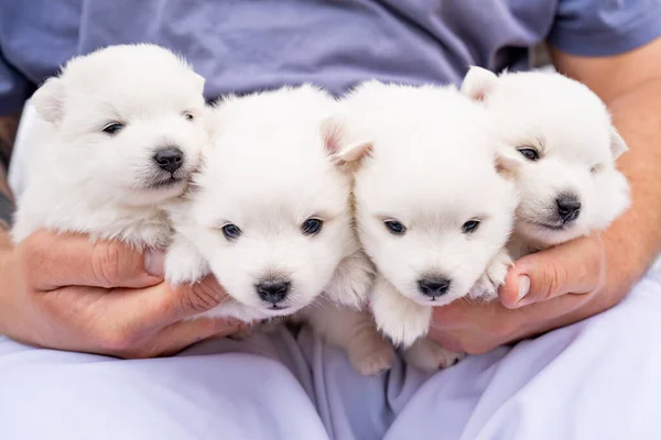 Lindo cuatro cachorros japoneses Spitz en las manos de un hombre. Perros blancos esponjosos. —  Fotos de Stock