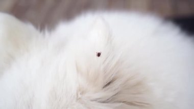 Keneler tehlikeli parazitlerdir. Sıcak mevsimde köpek sahiplerinin sorunu.... 