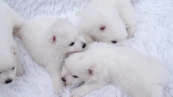 Puppies. cute Japanese spitz on fluffy coverlet — Stock Video