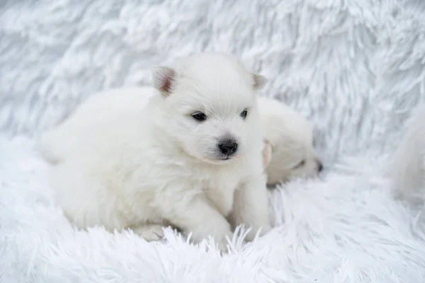 Cachorro. lindo japonés spitz en blanco coverlet —  Fotos de Stock