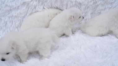 Yavru köpekler. Şirin Japon tükürüğü kabarık örtüde