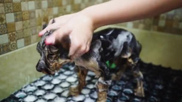 Groomer se baña en la ducha de Yorkshire Terrier — Vídeo de stock