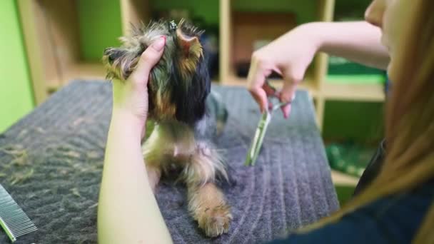 Groomer stříhá Yorkshirského teriéra nůžkami. extra v obchodě se zvířaty — Stock video