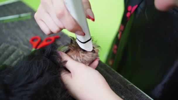 Groomer stříhá chlupy na tlapkách Yorkshire teriéra strojem na stříhání vlasů pro zvířata. — Stock video