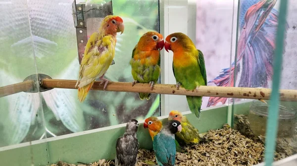 lovebird parrot. large, colorful, beautiful parrots.