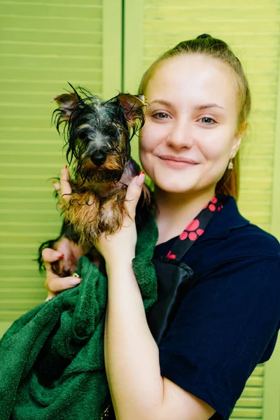 Peluquero con Yorkshire Terrier. extras en la tienda de mascotas —  Fotos de Stock
