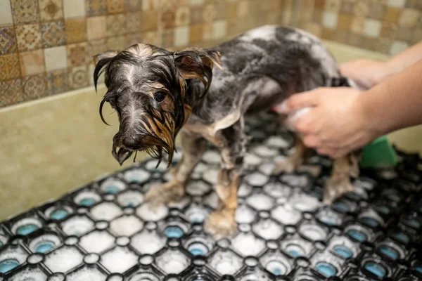 Peines de peluquería por cepillo de Yorkshire Terrier después de lavar —  Fotos de Stock