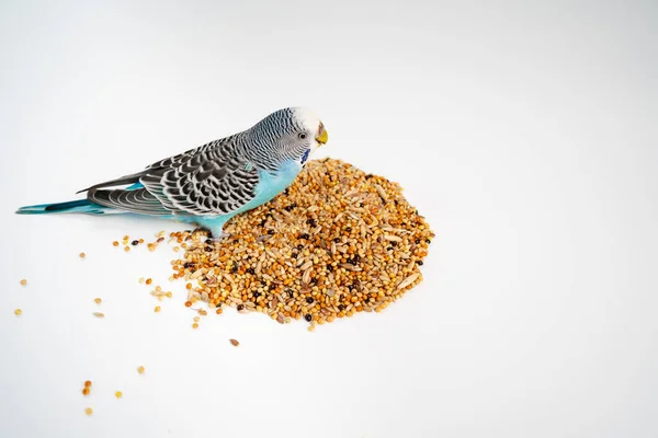 El loro ondulado azul come comida de aves sobre un fondo blanco. tienda de mascotas. —  Fotos de Stock