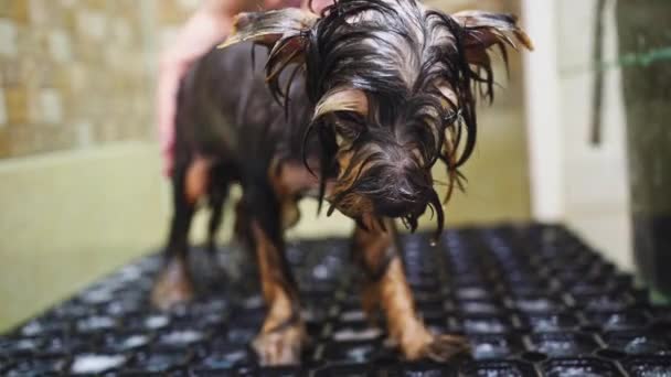 Groomer kąpie się pod prysznicem Yorkshire Terrier — Wideo stockowe