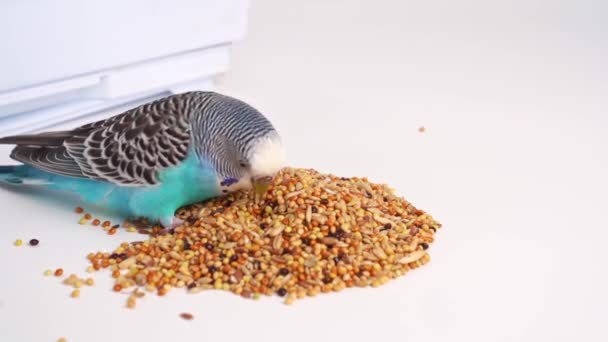 青い波状のオウムは白い背景で鳥の食べ物を食べる。ペットショップ. — ストック動画