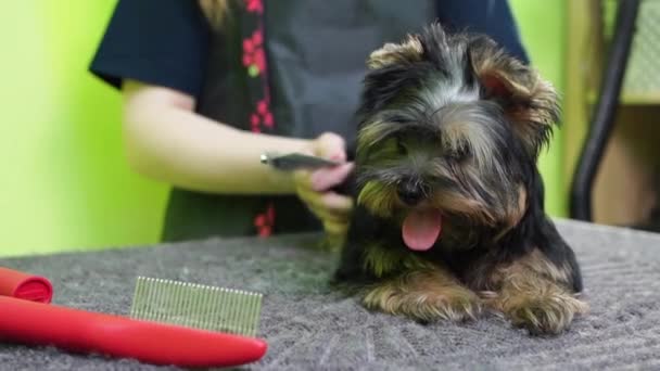 Peines de Yorkshire Terrier. extras en la tienda de mascotas — Vídeo de stock