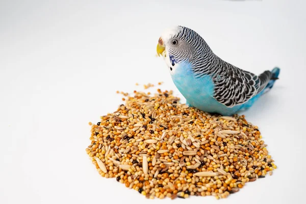 Blue wavy parrot eats bird food on a white background. pet shop. — Stock Photo, Image