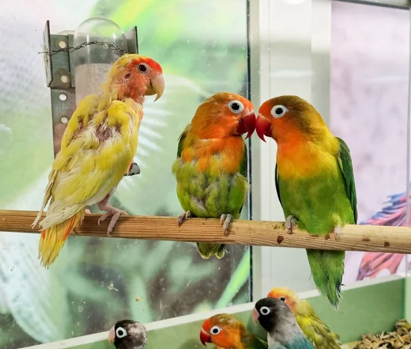 Liebespapagei. große, farbenfrohe, schöne Papageien. — Stockfoto