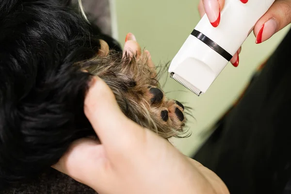 Groomer cuts hairs on paws of Yorkshire Terrier by haircut machine for animals.
