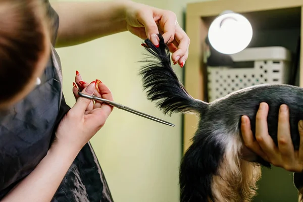 Groomer hace el corte de la cola Yorkshire Terrier por tijeras. — Foto de Stock