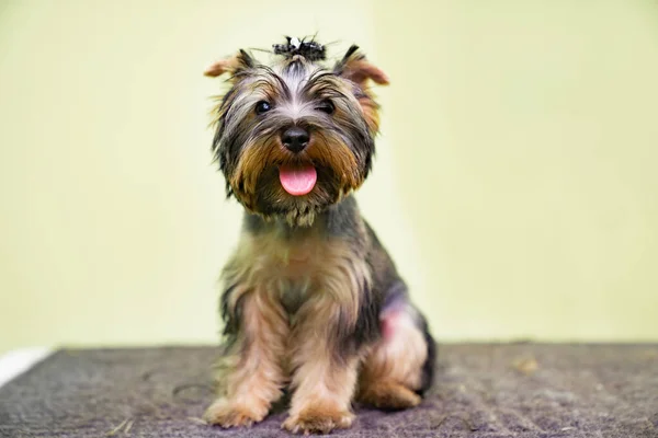 Yorkshire terrier. bonito cão depois de um corte de cabelo no groomer. — Fotografia de Stock