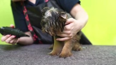 Groomer, Yorkshire Terrier 'ın saç kurutma makinesiyle kuruyor.