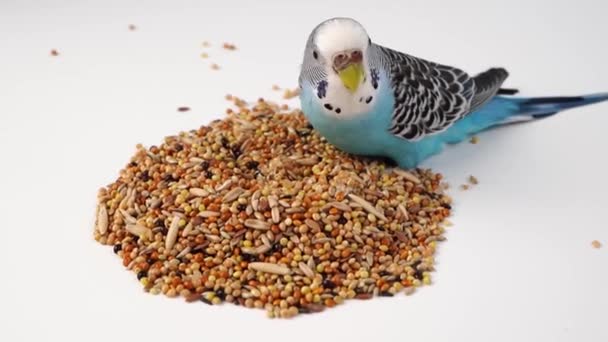 Blauwe golvende papegaai eet vogelvoer op een witte achtergrond. dierenwinkel. — Stockvideo