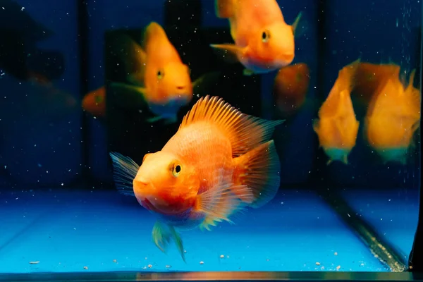 Fish parrot red. goldfish swim in the aquarium. exotic marine creatures — Stock Photo, Image