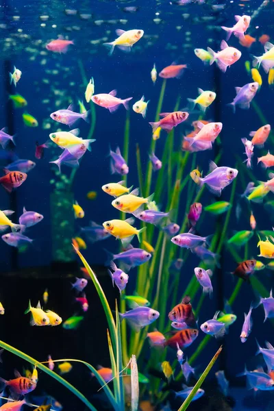 Los peces glofish multicolor nadan en el acuario. meditación. tienda de mascotas. — Foto de Stock
