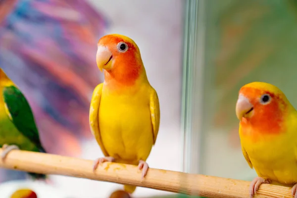 lovebird parrot. birds are inseparables. large, colorful, beautiful parrots.