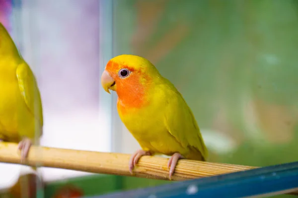 Pappagallo piccioncino. gli uccelli sono inseparabili. pappagalli grandi, colorati, belli. — Foto Stock