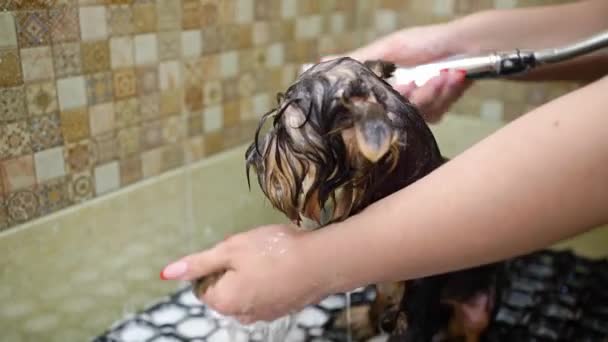 Groomer bathes in the shower of Yorkshire Terrier — Stock Video